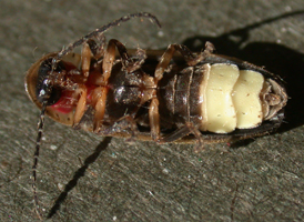 Eastern Firefly